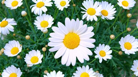 Daisy Bloom